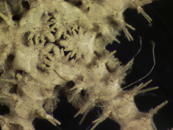 Media type: image; Invertebrate Zoology OPH-4076